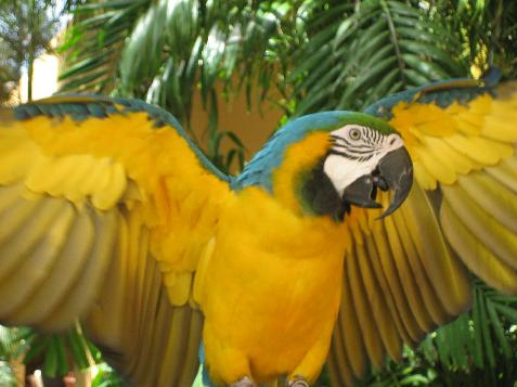 20060121100758   Yellow Toucan